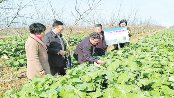 油菜也是&ldquo;菜&rdquo;