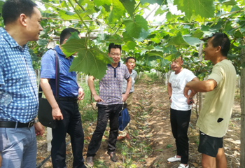 我院领导赴清港村&ldquo;问诊把脉&rdquo;产业发展