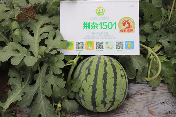 163125512.jpg 1591686870127395.jpg