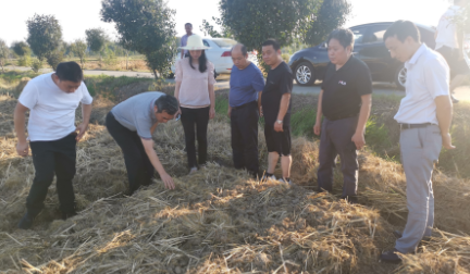 聚焦松滋&ldquo;一县一业&rdquo;  谋划油菜产业链发展