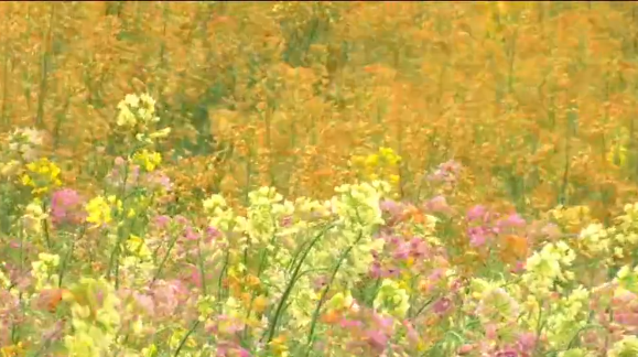 科研助农 油菜花绽放&ldquo;美丽经济&rdquo;