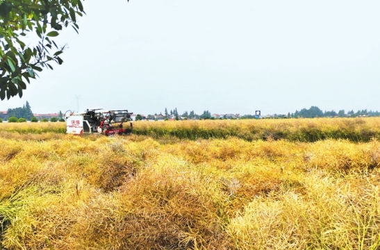 &ldquo;三全高效&rdquo;模式，助推油菜产业第四次跨越  我市油菜产业链建设初...