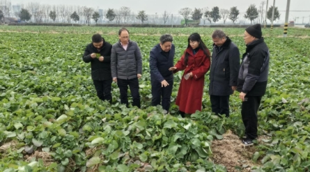 092635678.png 油菜320240129090926.png