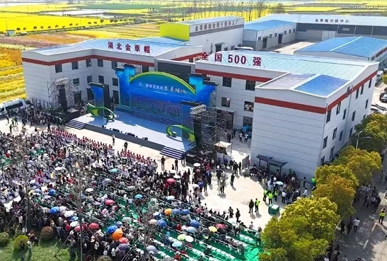 143824332.png 油菜.png