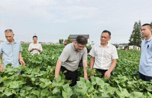 农业农村部棉花专家指导组成员周治国教授一行来荆调研指导